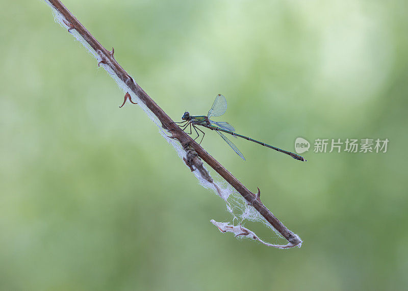 柳翡翠豆娘(Chalcolestes viridis)在树枝上休息，展开翅膀